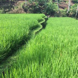 2016-02-01 09.43.52_preview