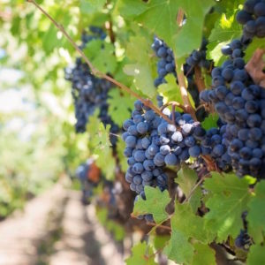 tjpvtcfcz3p_middle_preview