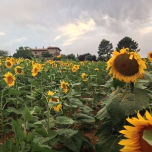 14482410810_a05171c707_k_preview